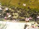 トンボ池のオタマジャクシ