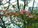 ハナミズキの花(池袋の街路樹201204)